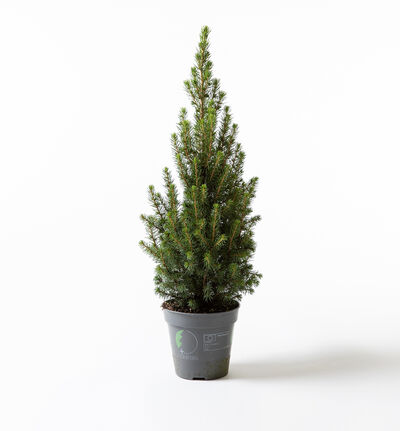 Kjeglegran 70 cm Kjeglegran 70 cm